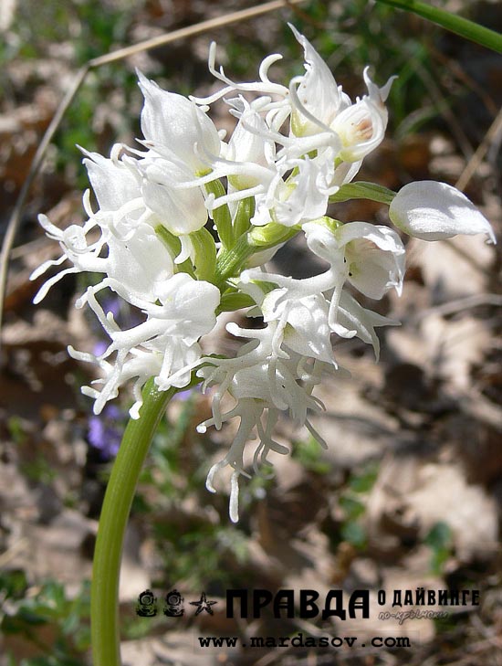 Белая крымская орхидея